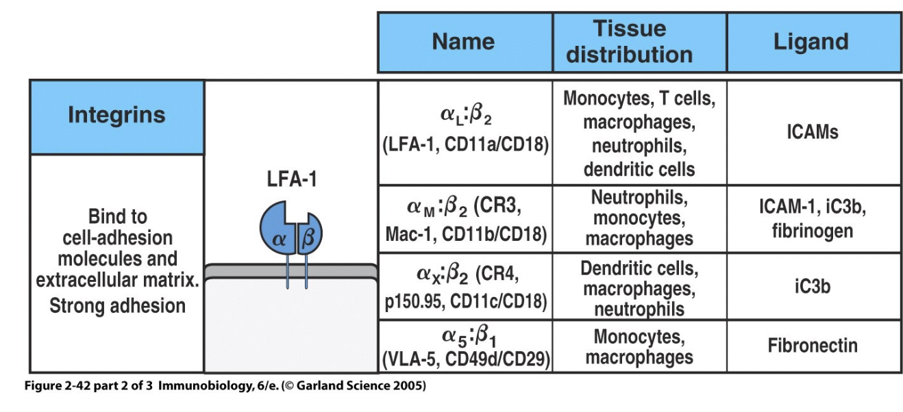 <ul><li><p>Large family of adhesion molecules</p></li><li><p><strong>Expressed on leukocytes (immune cells)</strong></p></li><li><p>Work with selectins (which are on endothelial cells)</p></li><li><p>Analogy:</p><ul><li><p>Highway = blood vessel (endothelium)</p></li><li><p>Vehicles = leukocytes (integrins on them)</p></li></ul></li><li><p>Low baseline expression → upregulated with cytokines → high integrin levels</p></li></ul><p></p>