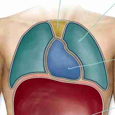 <p>contains the lungs</p>