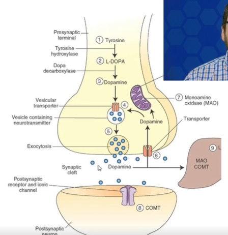 <p>- Tyr actively co-transported into cell&nbsp;(charged)</p><p>- hydroxylation of Tyr by tyrosine hydroxylase (rate limiting step)&nbsp; → DOPA is converted to dopamine via DOPA decarboxylase</p>