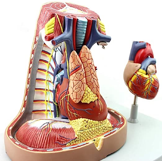 <p>Thymus gland</p>