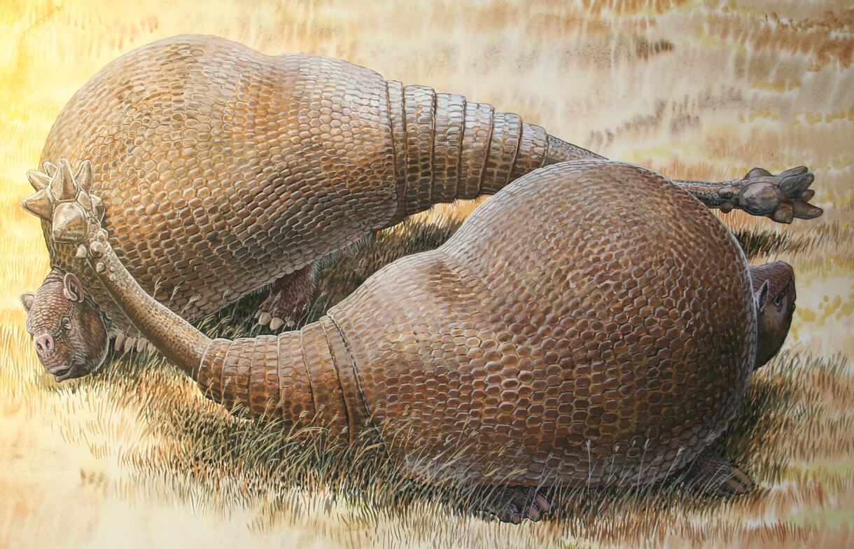 <p><span style="color: #aeaaff"><strong>Some fossils of extinct animals were similar to living species</strong>. </span></p><p></p><p><span style="color: #ccb4f0"><strong>Example</strong></span><span>- Darwin found fossils of the extinct glyptodont that were similar to living armadillos.</span></p>