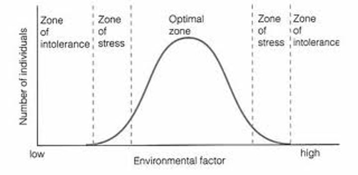 <p>Populations have optimal survival conditions w/in critical min. + max thresholds<br>As pop. is exposed to extremes of lim. factor, survival rates drop (bell curve)<br>- Optimal zone: central part of curve w/ conditions for max reproductive success/survival<br>- zones of stress: organisms can survive but w/ less repro success<br>- zones of intolerance: outermost, organisms cannot survive</p>