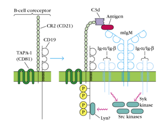 <p>A receptor that acts a costimulation which reinforces a signal, an atigen an be bound by a BCR and a complement receptor so signals come from both which amplifies it. Hence, antigens that are able to bind complement are much more immunogenc, as they are able to trigge two signalling pathways at the same time. </p>