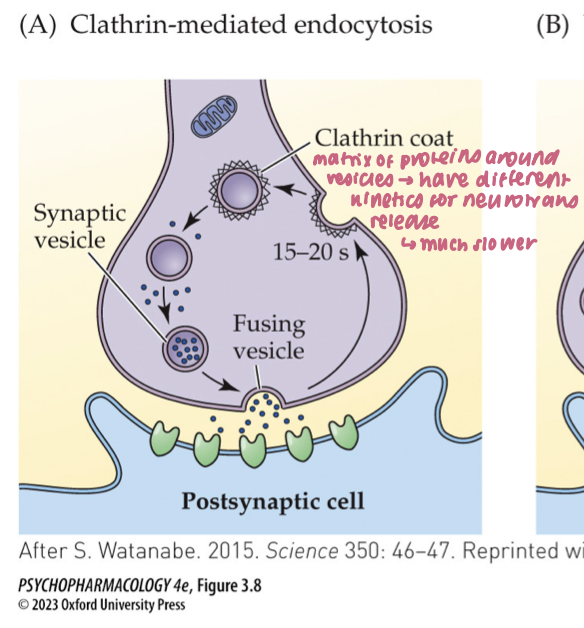 <ul><li><p>After <strong>full-collapse fusion</strong>, vesicle membrane <strong>diffuses away</strong> from the release site</p></li><li><p><strong>Clathrin + adaptor proteins</strong> coat the membrane; <strong>dynamin</strong> pinches it off → <strong>new vesicle</strong></p></li><li><p><strong>Time scale:</strong> <strong>~10–20 s</strong>; supports <strong>low–moderate activity</strong><br><span data-name="brain" data-type="emoji">🧠</span> <em>Takeaway:</em> <strong>Full collapse → clathrin retrieval away from the active zone.</strong></p></li></ul><p></p>