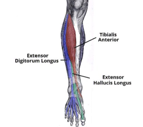 <p><em>m. tibialis anterior</em></p><p><em>m. extensor digitorum longus</em></p><p><em>m. extensor hallucis longus</em></p><p></p>