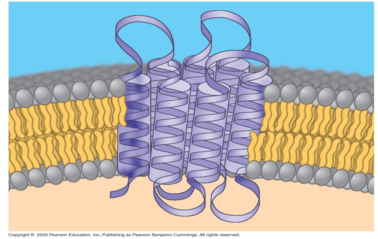 <p>Hydrophobic regions of integral proteins:</p>
