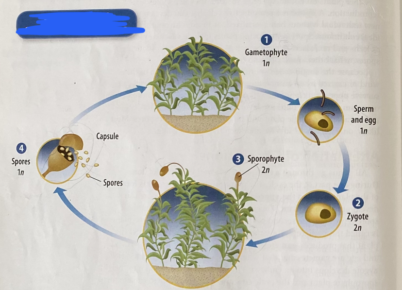 <p>gametophyte stage is the dominant stage in non-vascular plants:</p><ol><li><p>mature gametophyte produces gametes (egg + sperm)</p></li><li><p>sperm swims in water to egg + combine to form a zygote which develops into a sporophyte plant</p></li><li><p>sporophyte plant grows out of gametophyte plant</p></li><li><p>spore that grows at the end of a thin stalk gets enclosed in a capsule + is released when matured</p></li><li><p>spores fall on ground + germinates to create a protonema which will turn to a gametophyte plant (and the cycle restarts)</p></li></ol>