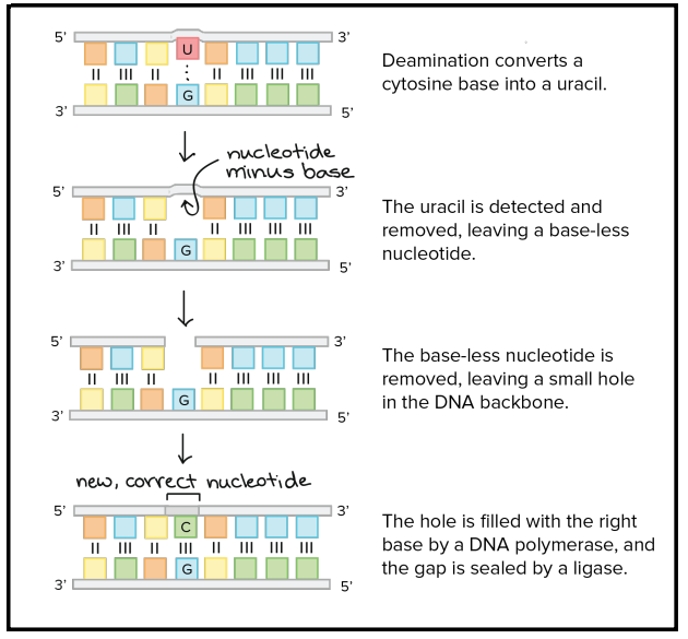 <p>A desaminação converte a citosina num uracilo. Este último é detetado e removido, deixado o nucleótido sem a base azotada.</p><p>O nucleótido é removido deixando um “buraco” no molde de DNA, que é preenchido pela base certa com a ajuda da DNA polimerase, e é ligada aos restantes pela DNA ligase.</p>