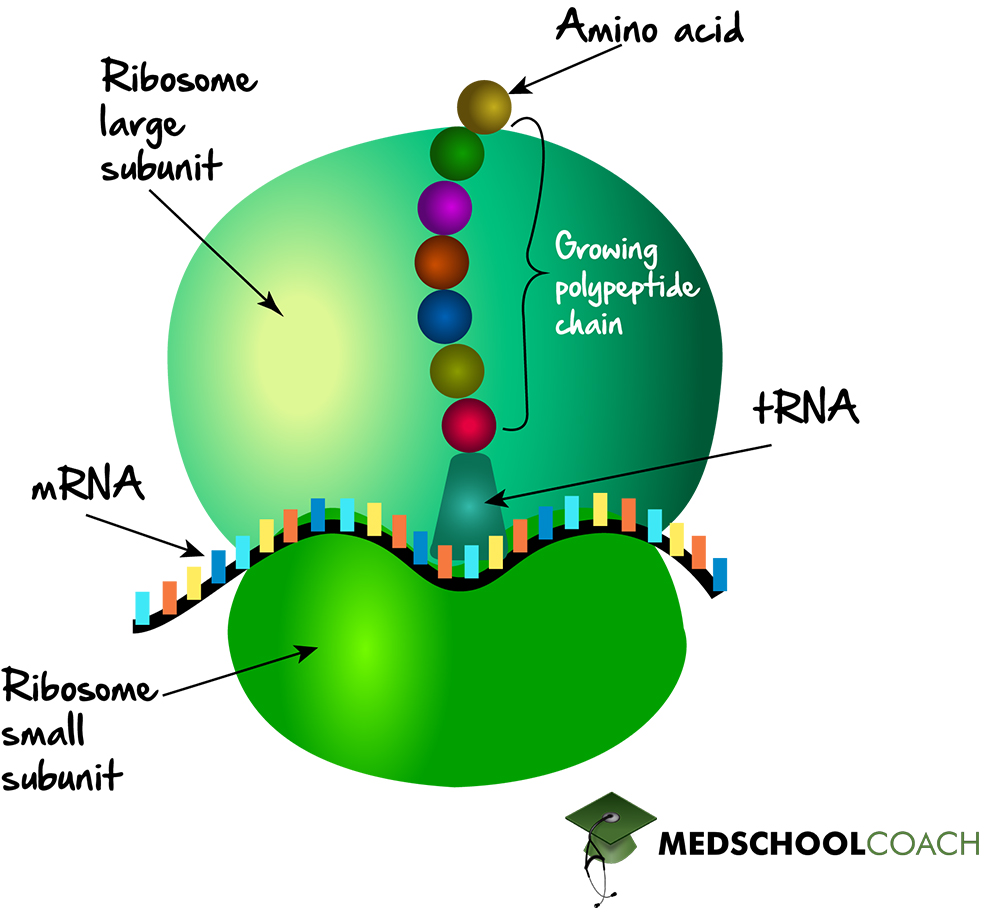 <p>Function: This synthesizes proteins according to mRNA sequences whose instructions are encoded and originate from the genome of the cell. </p><p>Made of rRNA and proteins</p>