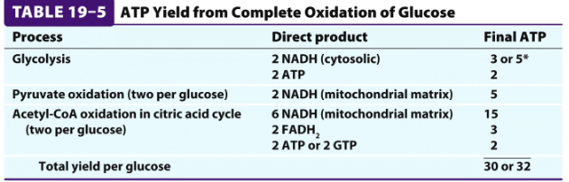 <p>SUMMARY:<br>*) 30-32 ATP per glucose -&gt; 976 kJ/mol -&gt; 34% efficiency! Is it good enough? The rest of energy goes of as heat!<br></p>