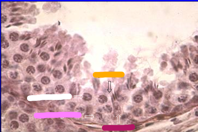 <p>Identify the structure:</p><p>Specie:</p><p>Orange:</p><p>White:</p><p>Pink:</p><p>Magenta:</p>