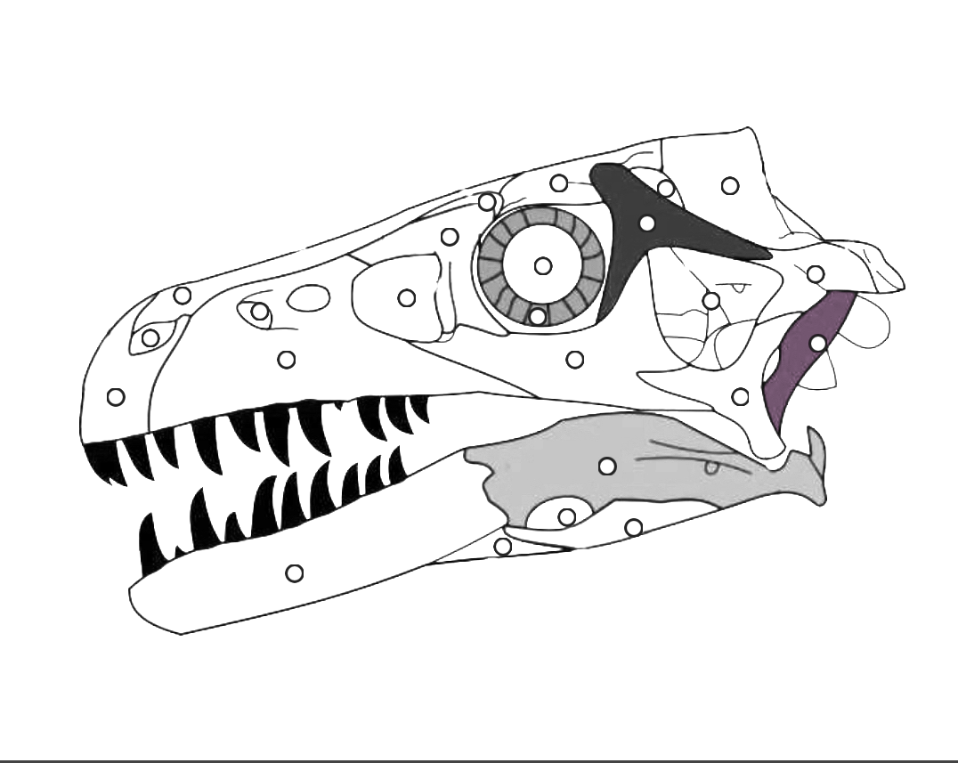 <p>What part of the dinosaur skull is this?</p>