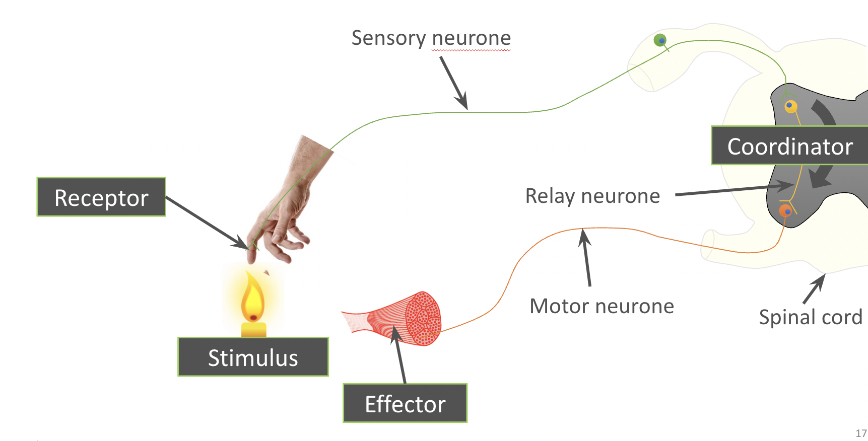 <p><span>The pathway taken by the information in a reflex</span></p><p><span>(The signal does not go up to the brain, but is processed in the spinal cord via a relay neurone!)</span></p>