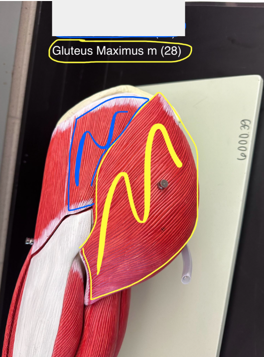 <p>Gluteus maximus muscle. This muscle extends the thigh and laterally rotates and abducts the thigh.</p>