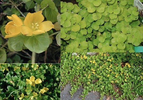 <p>Creeping Jenny (Primulaceae)</p>