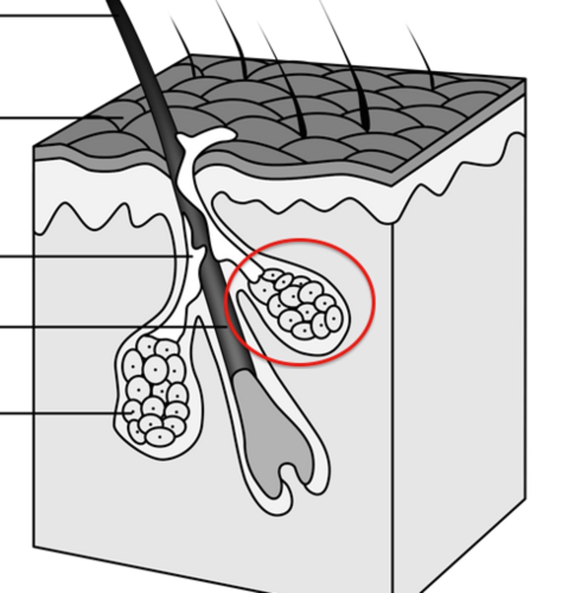 <p>sebacous glands</p>