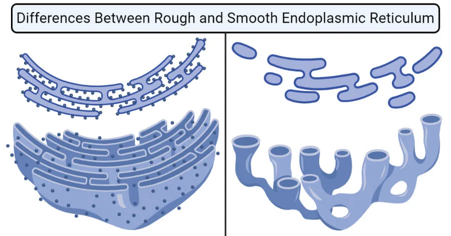 <p>rough, smooth</p>