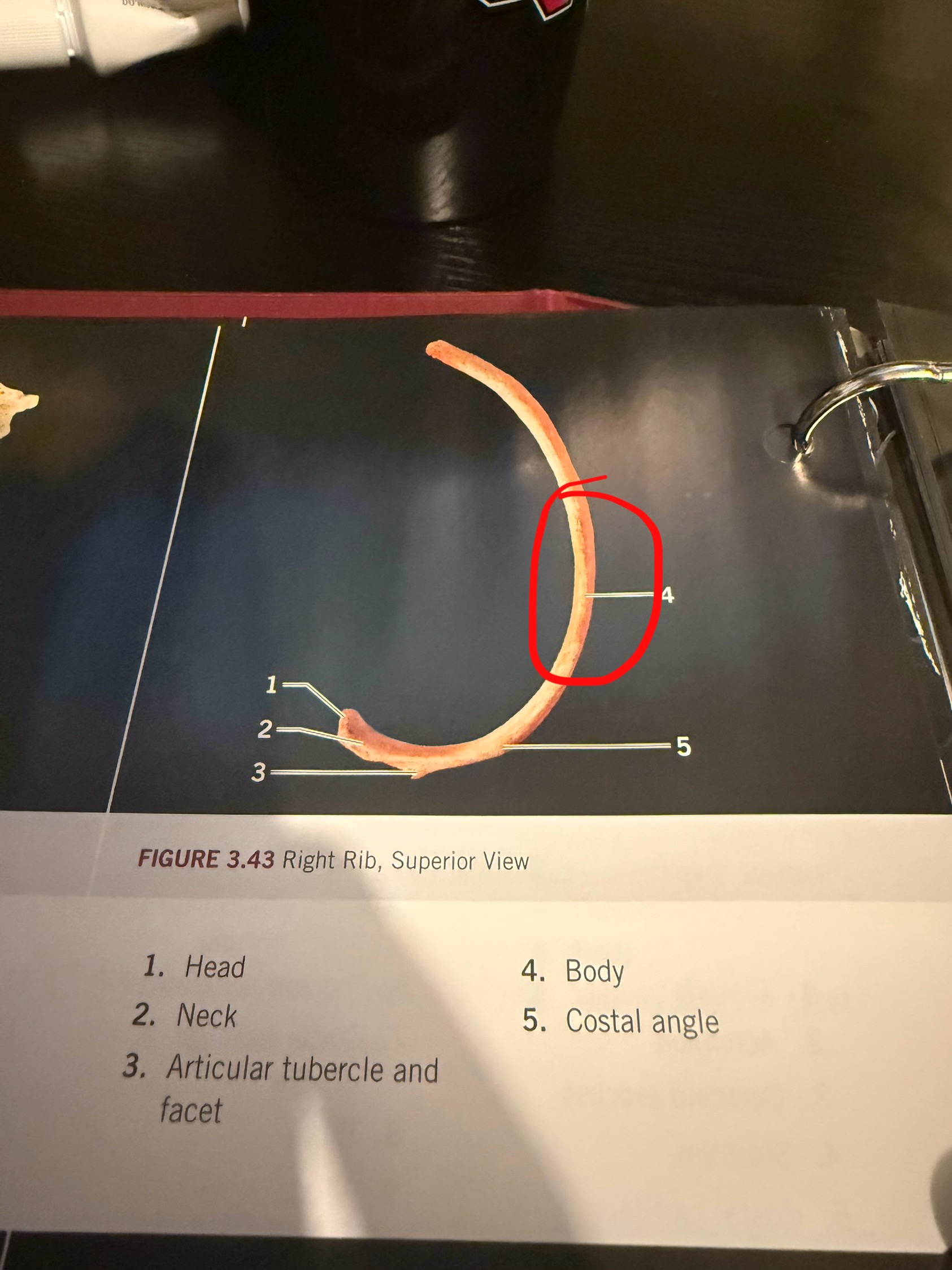 term image