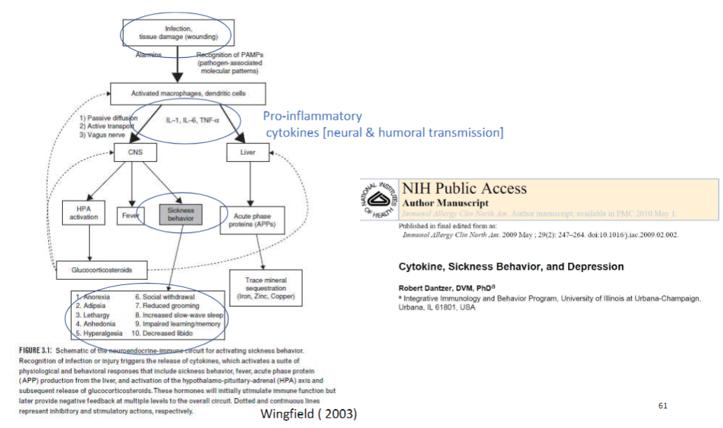 <p><strong>Triggering Events</strong><br>ā<strong>Infection</strong> or <strong>tissue damage (wounding)</strong> activates the <strong>immune system</strong></p><p><strong>Pro-inflammatory Cytokines</strong><br>āTransmitted via <strong>neural</strong> and <strong>humoral pathways</strong><br>āSignal to the <strong>brain</strong> to initiate <strong>sickness behaviour</strong></p><p><strong>Sickness Behaviour ā Key Features</strong><br>ā1. <strong>Anorexia</strong> ā reduced food intake<br>ā2. <strong>Adipsia</strong> ā reduced water intake<br>ā3. <strong>Lethargy</strong> ā low energy, inactivity<br>ā4. <strong>Anhedonia</strong> ā reduced pleasure or interest<br>ā5. <strong>Hyperalgesia</strong> ā increased sensitivity to pain<br>ā6. <strong>Social withdrawal</strong> ā reduced interaction with conspecifics<br>ā7. <strong>Reduced grooming</strong> ā neglect of self-maintenance<br>ā8. <strong>Increased slow-wave sleep</strong> ā more restorative sleep<br>ā9. <strong>Impaired learning and memory</strong> ā cognitive deficits<br>ā10. <strong>Decreased libido</strong> ā reduced reproductive drive</p>