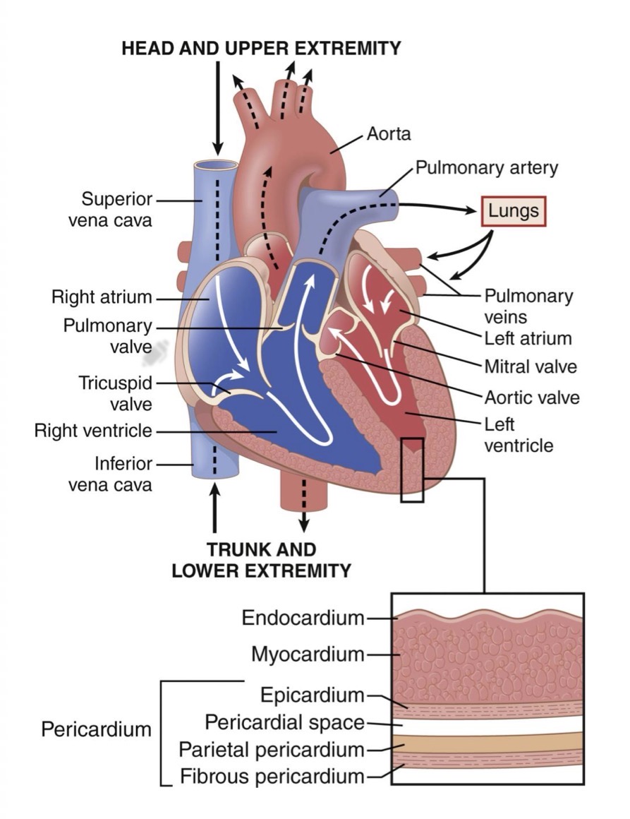 <p>Endocardium </p><p>Myocardium</p><p>Epicardium </p><p>Pericardium </p>