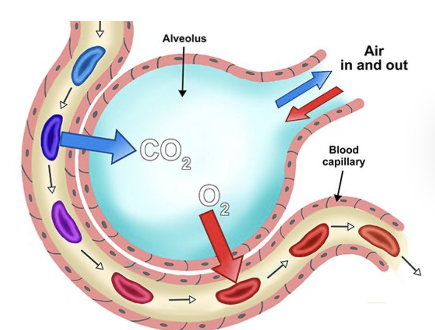 <p><u>exchange</u> materials between the blood and tissue cells</p>