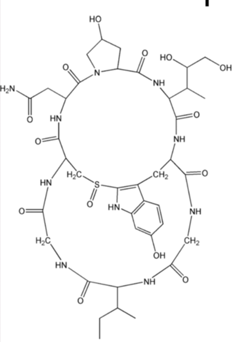 <p>It inhibits RNA polymerase, leading to liver and kidney failure.</p>