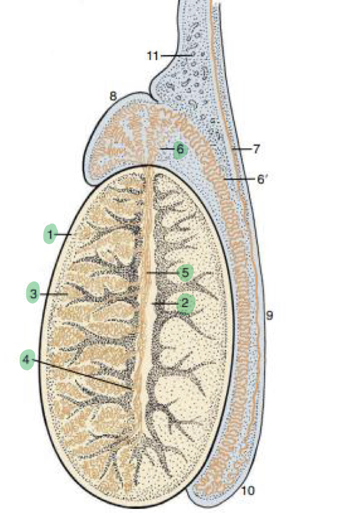 <ol><li><p><strong>Tunica albuginea</strong></p></li><li><p><strong>Mediastinum</strong></p></li><li><p><strong>Seminiferous tubules</strong></p></li><li><p><strong>Straight tubules</strong></p></li><li><p><strong>Rete testis </strong></p></li><li><p><strong>Ductus efferent</strong></p></li></ol><p></p>
