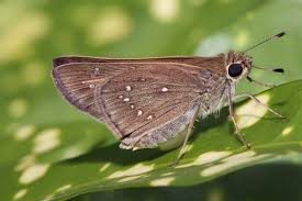 <p>Skipper</p>