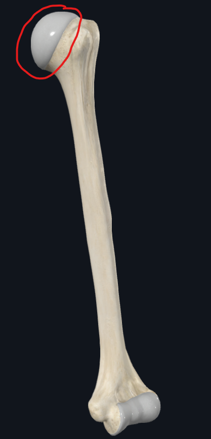 <p>What is this part of the humerus called</p>
