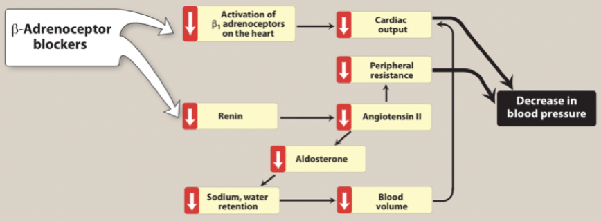 <ul><li><p>Minskad cardiac output → minskat blodtryck.</p></li><li><p>Minskad frisättning av renin → mindre Ang-2 och aldosteron → lägre blodtryck i och med minksat perifert motstånd (afterload) och minskad blodvolym pga ökad diures. </p></li></ul><p>Det tar tid innan effekt fås eftersom det sker <strong>kompensatoriska mekanismer</strong> som höjer perifert motstånd, kan kombineras med alfa-1-receptor antagonister för snabbare effekt. </p>