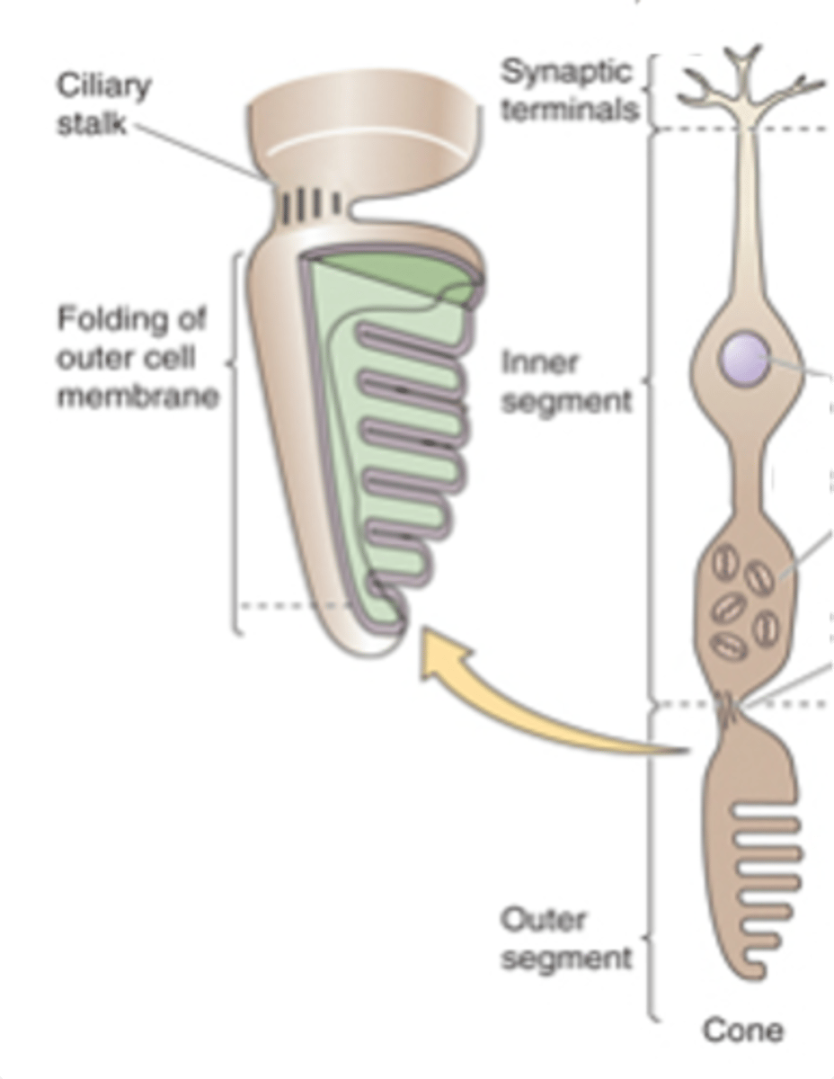 <p>Cone photoreceptors have ________ disks so ________ photopigment concentration</p>