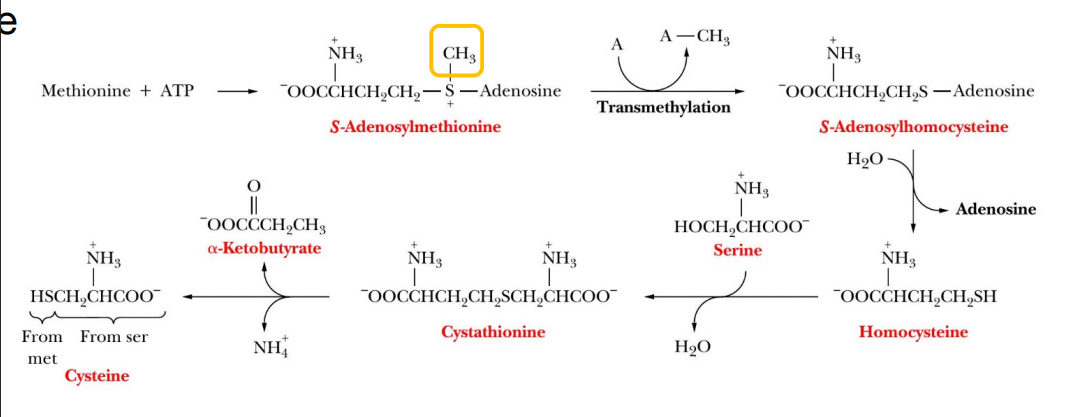<p>Cysteine synthesis </p>