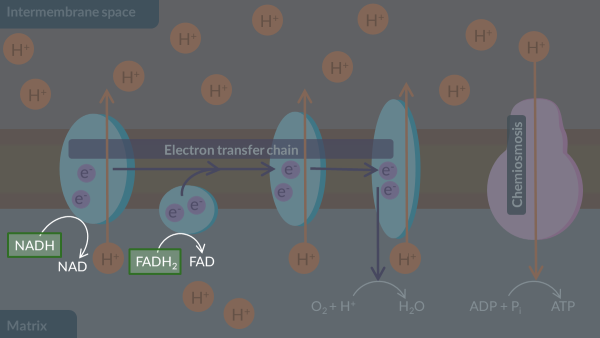 <p><span><span>We can also see how NADH and FADH</span></span><sub>2</sub><span><span> are used in oxidative phosphorylation like this:&nbsp;</span></span></p>