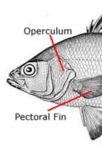 <p>covers gills, so only one external gill slit</p>