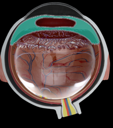<p>anular ciliary smooth muscle controls tension of suspensory ligaments to adjust thickness of lens</p>