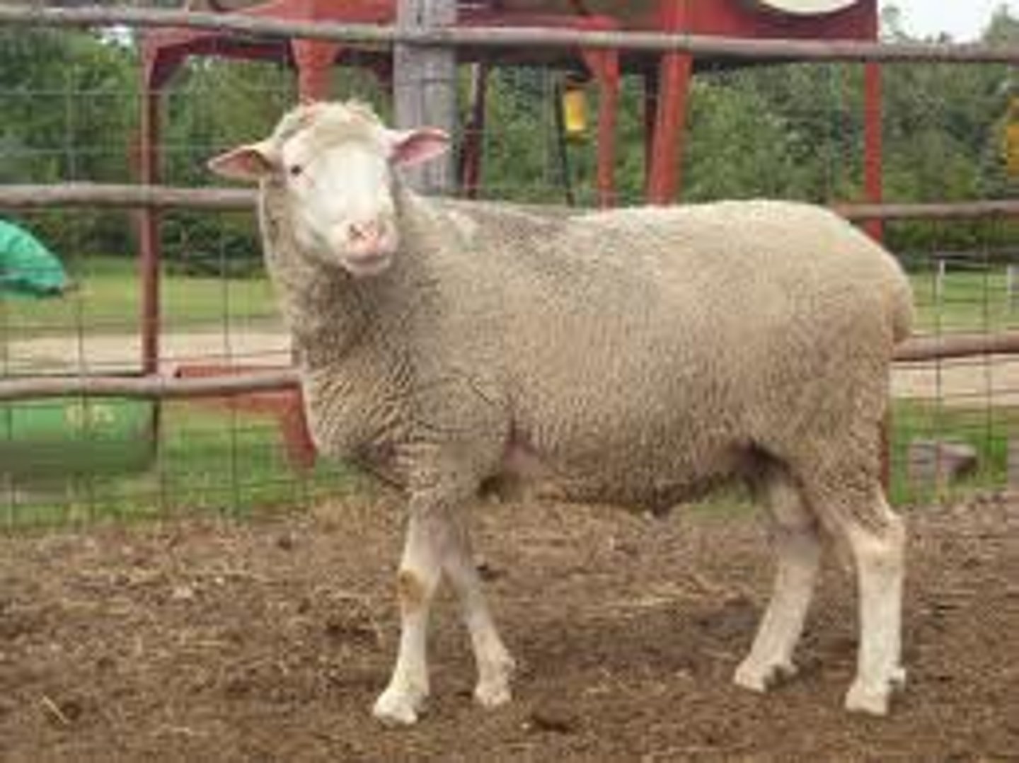 <p>- Maternal breed, typically used to build western rangeland ewe flocks</p><p>- White face</p><p>- Derived from the crossing of Finnsheep, Rambouillet, Targhee, and Dorset breeds</p>
