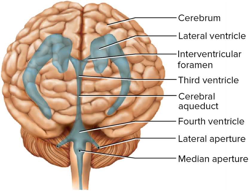 <p>the ventricle located in the center of the diencephalon</p>
