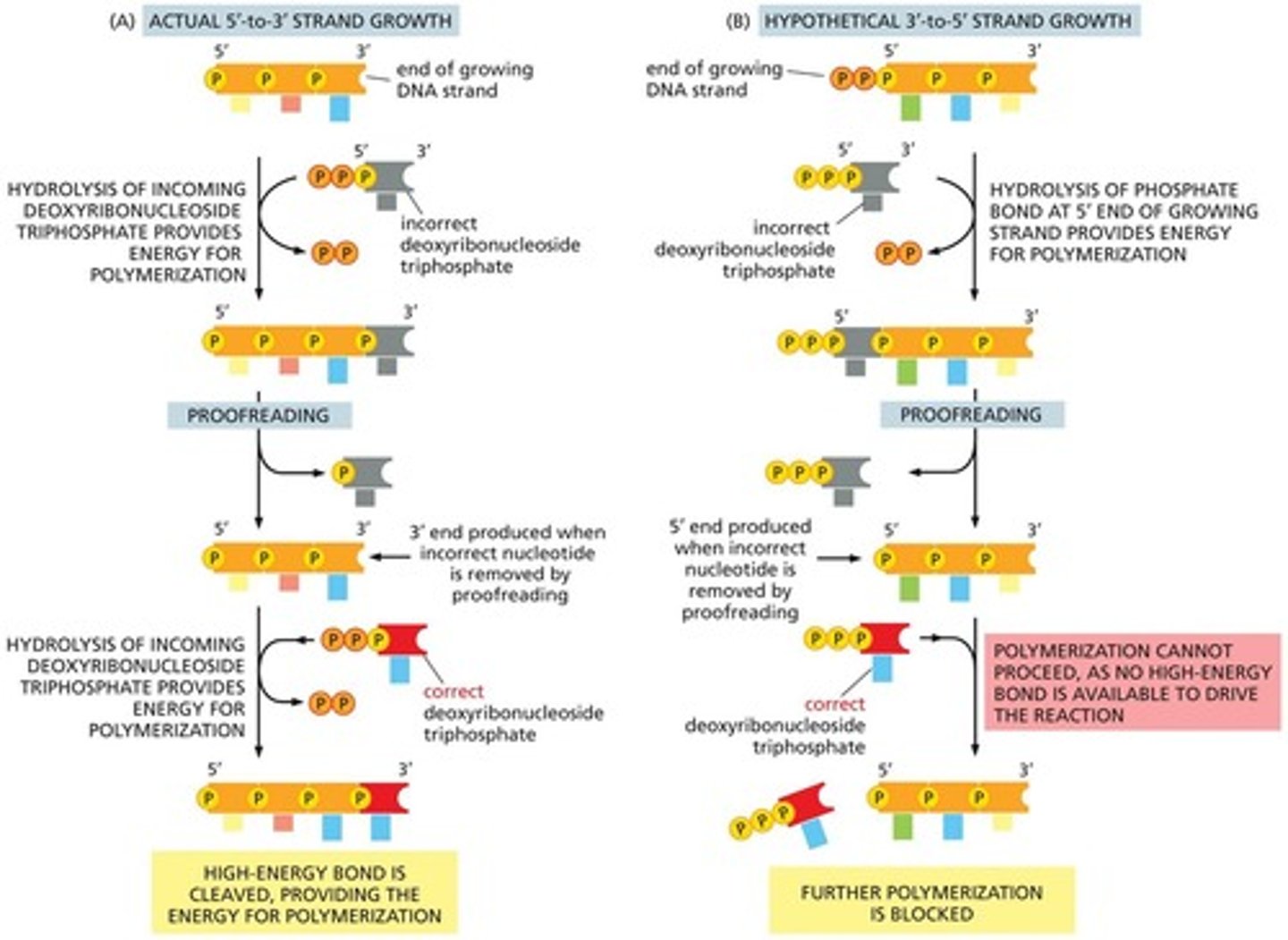 <p>5' to 3' direction</p>