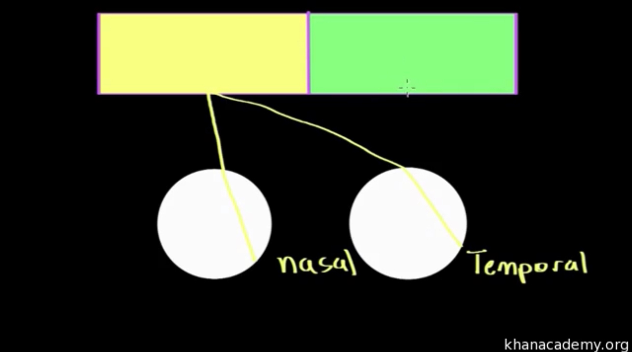 <p>How does visual field processing occur? Describe FEATURE DETECTION of visual stimuli:</p>