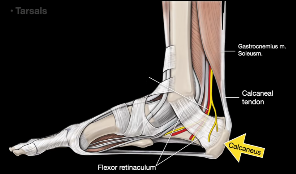 <p>What is the nerve called?</p>