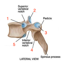 <p>superior costal facet</p>