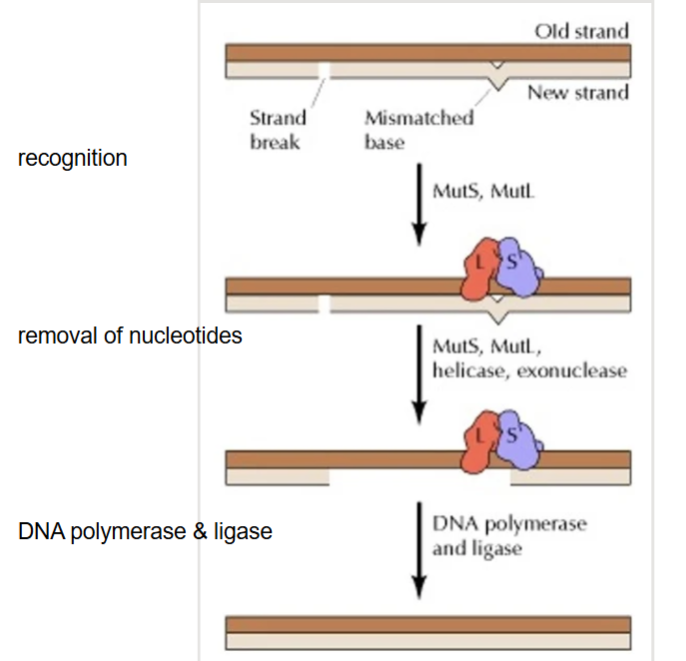 <p>Name this diagram</p>