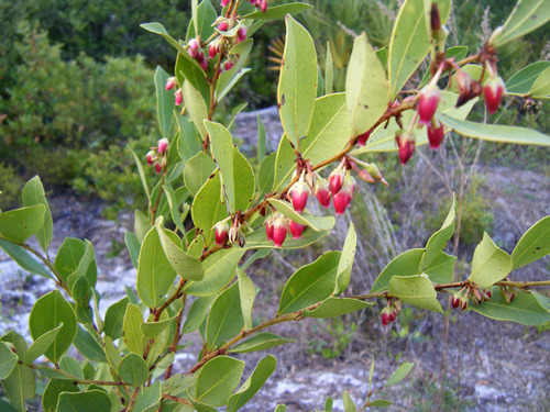 Family: Ericaceae (heath)

Common: fetterbush

Plant size: shrub up to 8 ft, 4m

Persistence: evergreen shrub

Range: SE US

Habitat: wet sites, swamps, floodplains

Bark: reddish, shreddy/peely

Twigs: young twigs strongly angled (crowns as broad as height of the plant), green flecked with dark, loose narrow scales, pseudo terminal bud (zig zag)

Leaf: simple, alternate, elliptic, cuneate bases, short-acuminate apices, leathery, glabrous, dark glossy green above, somewhat paler beneath, minute punctate dots distributed among leaves, raised intramarginal ridge (vein). Translucent margin. No glands, just glabrous

Flowers: showy and handsome when in flower, fascicle of cylindrical (bell-shaped) flowers. 

Fruit: woody capsule, ovoid in shape, strongly thickened sutures, amber brown

Uses: poisonous to livestock

Tolerance: shade tol moderate, no salt, sucker sprouts following fire, flood tolerant

***OTHER: similar in growth form to gallberry but the stem is not round