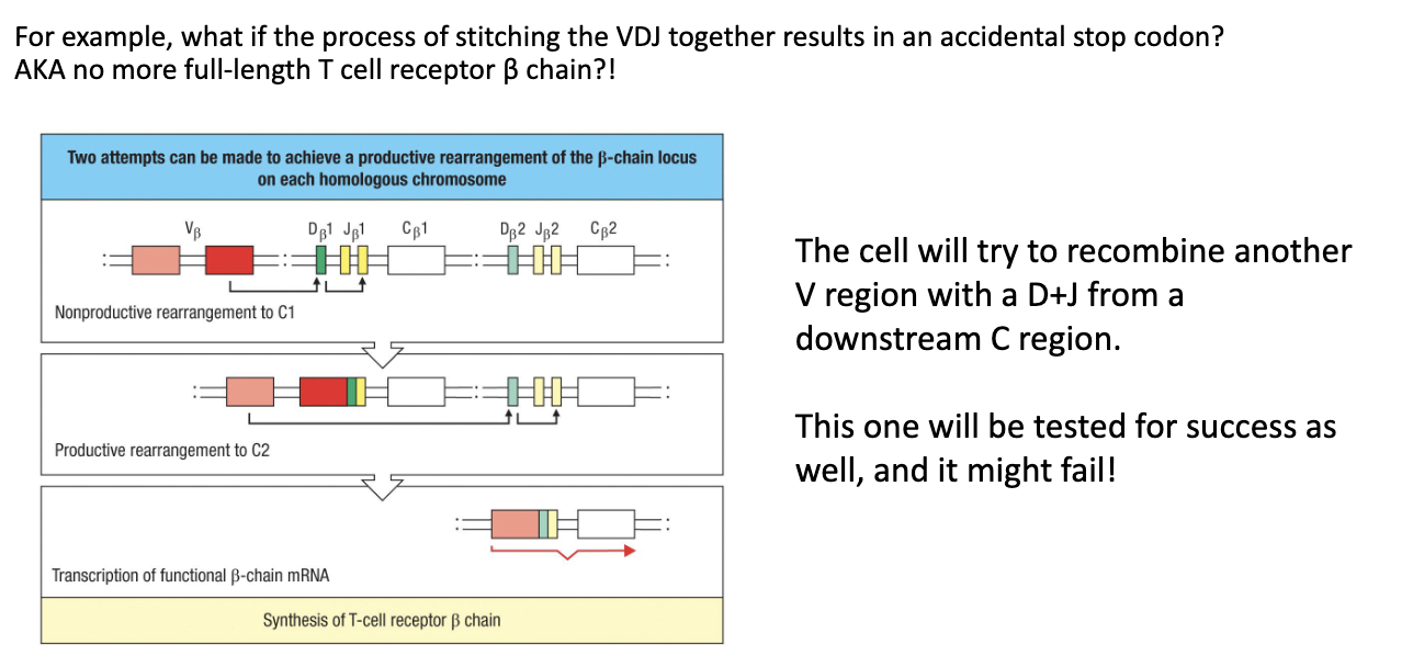 <ul><li><p><strong>Non-productive rearrangement:</strong> cell did not make a functional beta chain.</p></li><li><p><strong>Retry mechanism:</strong> cell tries other V + D + J combinations with alternative beta chain constant regions.</p></li><li><p><strong>2 attempts:</strong> cell has several chances to make a functional beta chain (2 alleles: 1 from each parent but each allele can try multiple VDJ combinations).</p></li><li><p><strong>Outcome:</strong> if successful → <strong>cell survives and proliferates</strong>; if not → cell eventually dies.</p></li></ul><p></p>