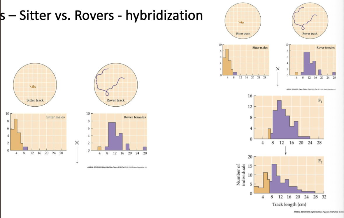 <p>Flies-sitter vs. rovers -hybridization </p>