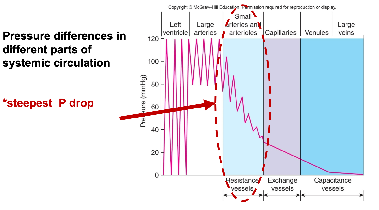 <ol><li><p>20−30 μm in diameter</p></li><li><p>Provide greatest resistance to flow</p></li><li><p>Sets blood pressure and controls blood flow to  \n capillaries via smooth muscle</p><ol><li><p>RESISTANCE</p></li></ol></li><li><p>Contraction or relaxation of smooth muscle in arterioles (increases or decreases diameter) regulates blood \n pressure and flow to capillary beds</p></li><li><p>Small arterioles have the steepest pressure drop</p></li></ol>