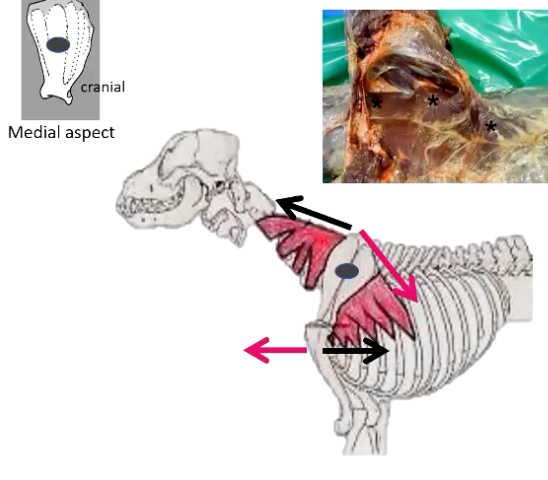<p><strong>• Origins:</strong></p><p>• Thoracic wall (ribs)</p><p>• Cervical vertebrae</p><p></p><p><strong>Insertions</strong></p><p>• proximal scapula (medial aspect) - proximal to pivotal point, which is the region where the scapula can rotate</p><p>• Located between forelimb and trunk</p><p></p><p><strong>• Function (relating to locomotion):</strong></p><p>• Cranial portion (black arrows)- Protracts</p><p>• Caudal portion (orange arrows) - Retracts</p>