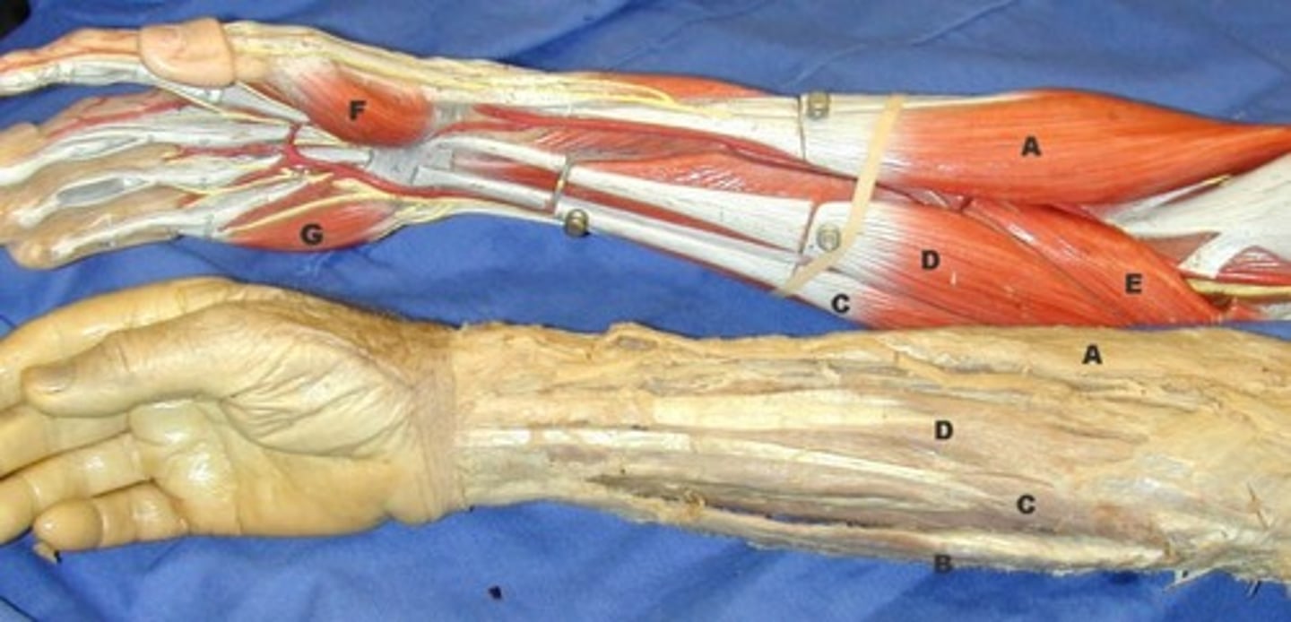 <p>D-Flexes wrist and abducts hand</p>