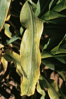 <p>Identify the nutrient deficiency</p>