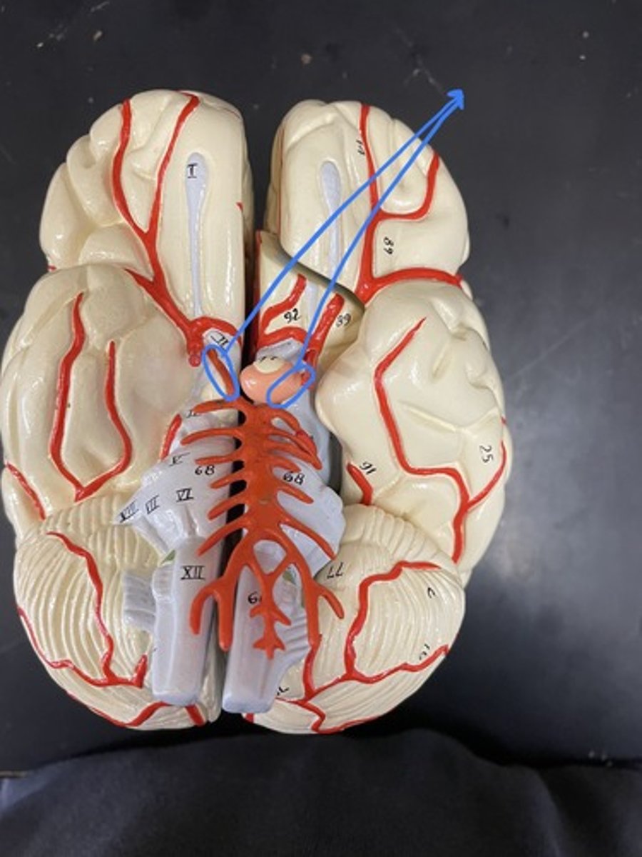 <p>Connects posterior cerebral artery to the internal carotid artery</p>